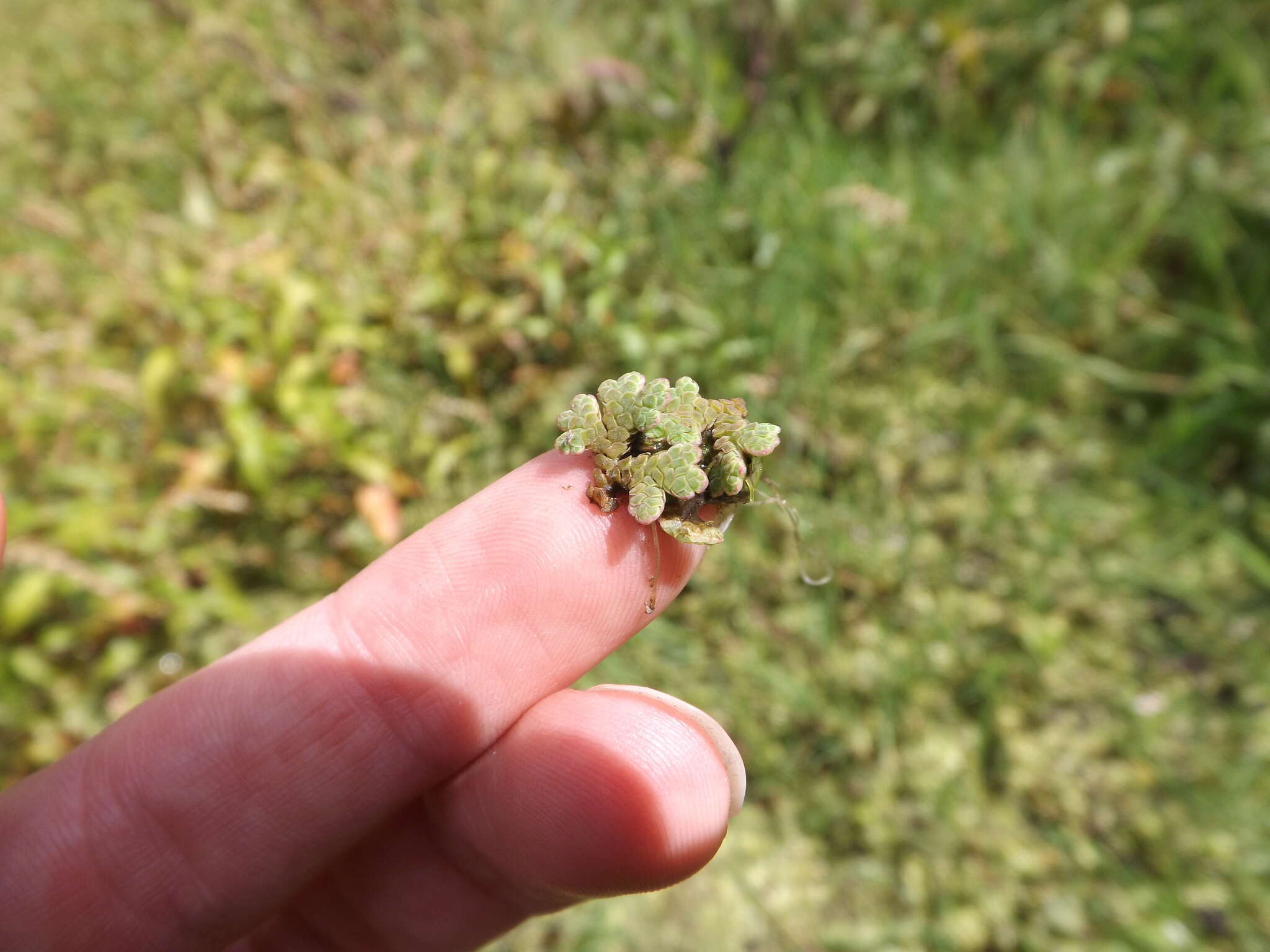 Image of Azolla rubra R. Br.