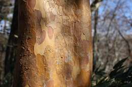 Image of Stewartia monadelpha Siebold & Zucc.