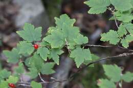 Image of Ribes maximoviczianum Kom.