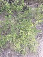 Image of Mexican-Devilweed