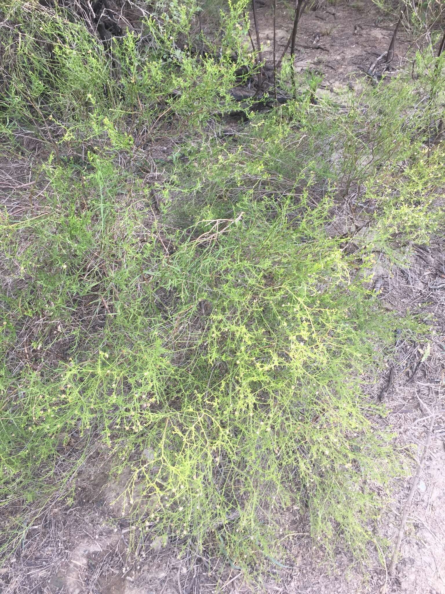 Image of Mexican-Devilweed