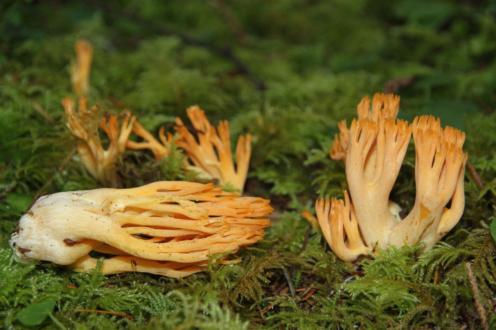 Image of Ramaria sandaracina Marr & D. E. Stuntz 1974