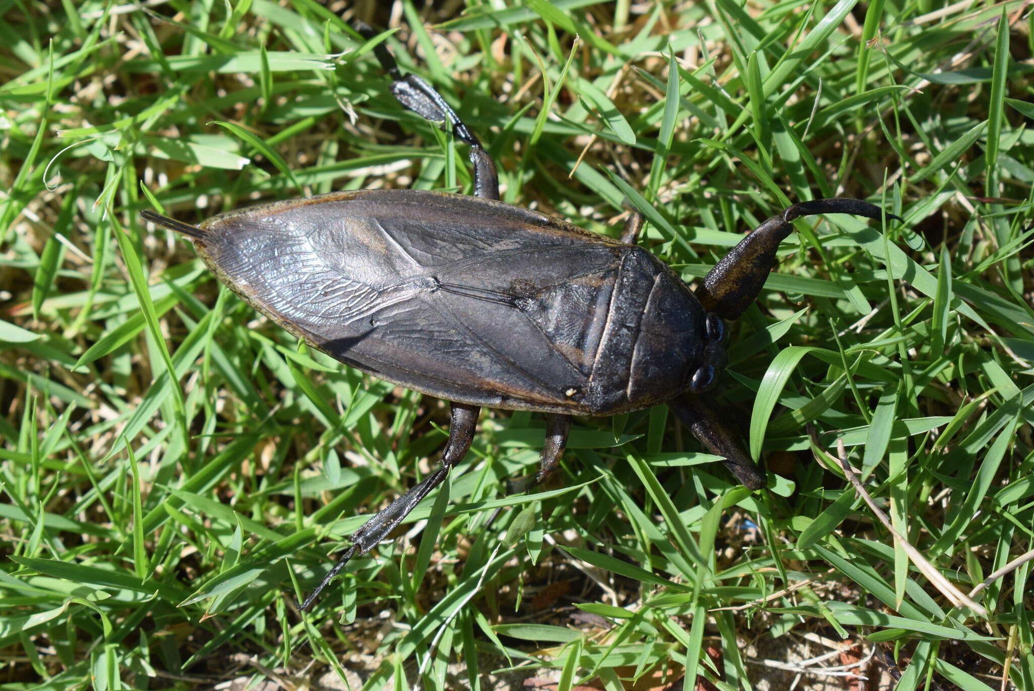 Image of Lethocerus annulipes (Herrich-Schaeffer 1845)