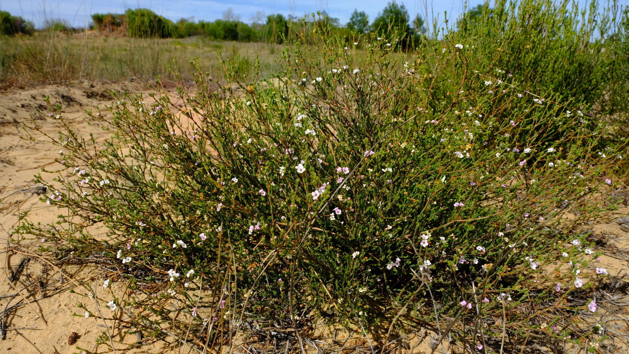 Image of Euchaetis albertiniana I. J. M. Williams