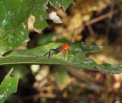 صورة Holhymenia rubescens (Amyot & Serville 1843)