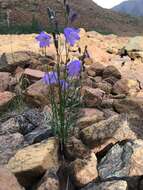 Image of Campanula intercedens Witasek