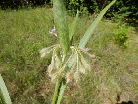 Image of Tharp's spiderwort