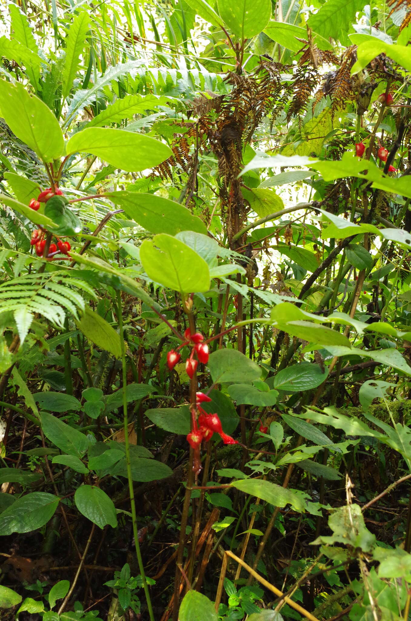 Image of Glossoloma oblongicalyx (J. L. Clark & L. E. Skog) J. L. Clark