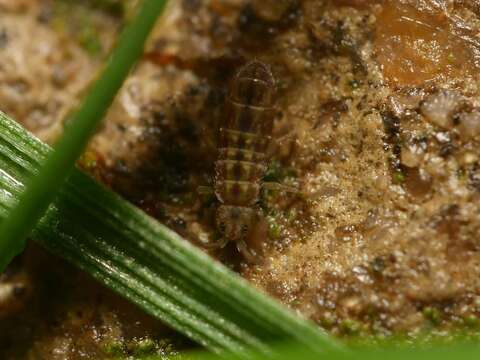 Слика од Isotomurus pseudopalustris Carapelli, A, Frati, F, Fanciulli, PP, Dallai & R 2001