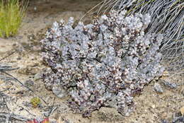 Image of Ceropegia mammillaris (L.) Bruyns