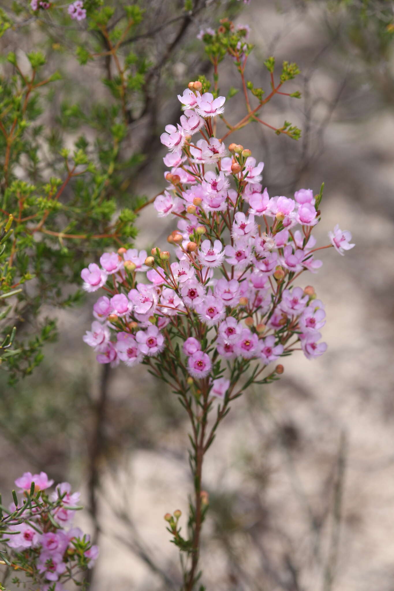 Image de Verticordia picta Endl.