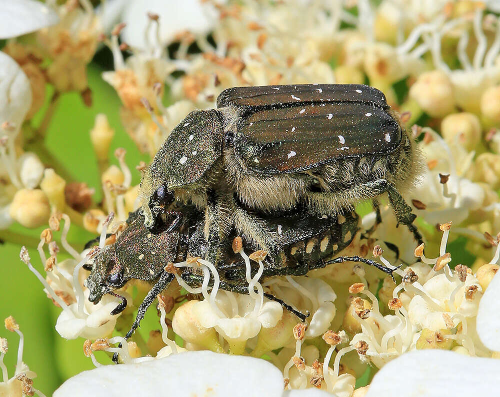 Imagem de Gnorimus subopacus Motschulsky 1860