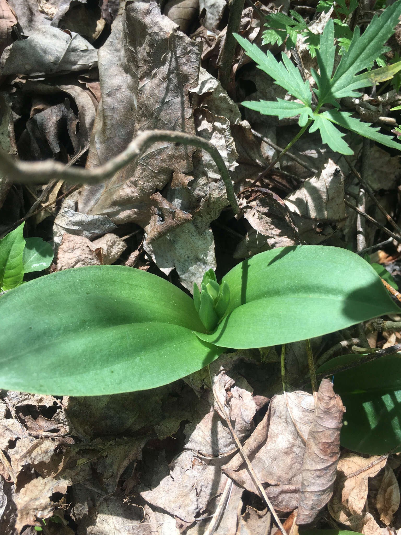 Plancia ëd Galearis spectabilis (L.) Raf.