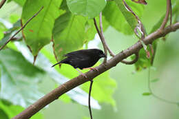 Image of St Lucia Black Finch