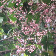 Image of Austrosteenisia stipularis (C. T. White) Jessup