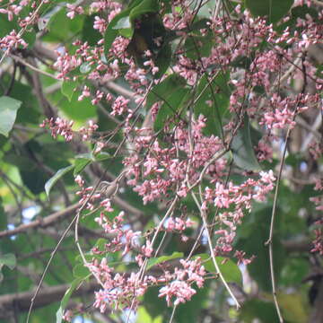 Image of Austrosteenisia stipularis (C. T. White) Jessup