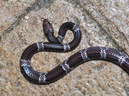 Image of Butler's Wolf Snake