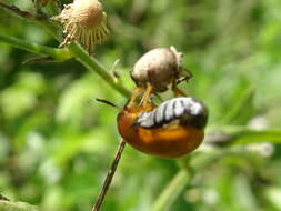 صورة Anomoea flavokansiensis Moldenke 1970