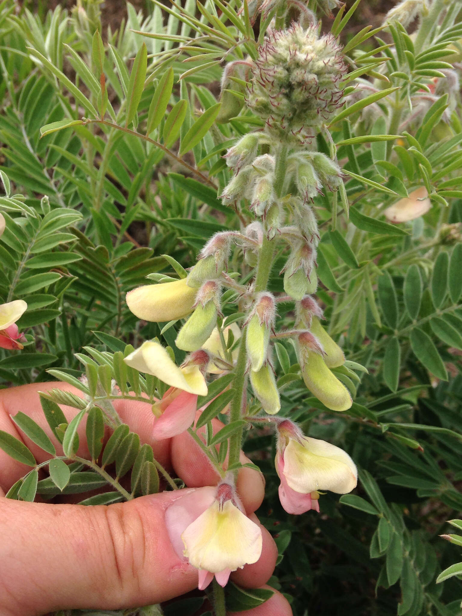 Image of Virginia tephrosia