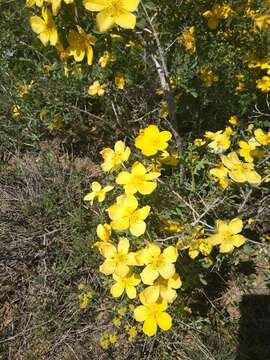 Image de Rosa hemisphaerica J. Herrm.