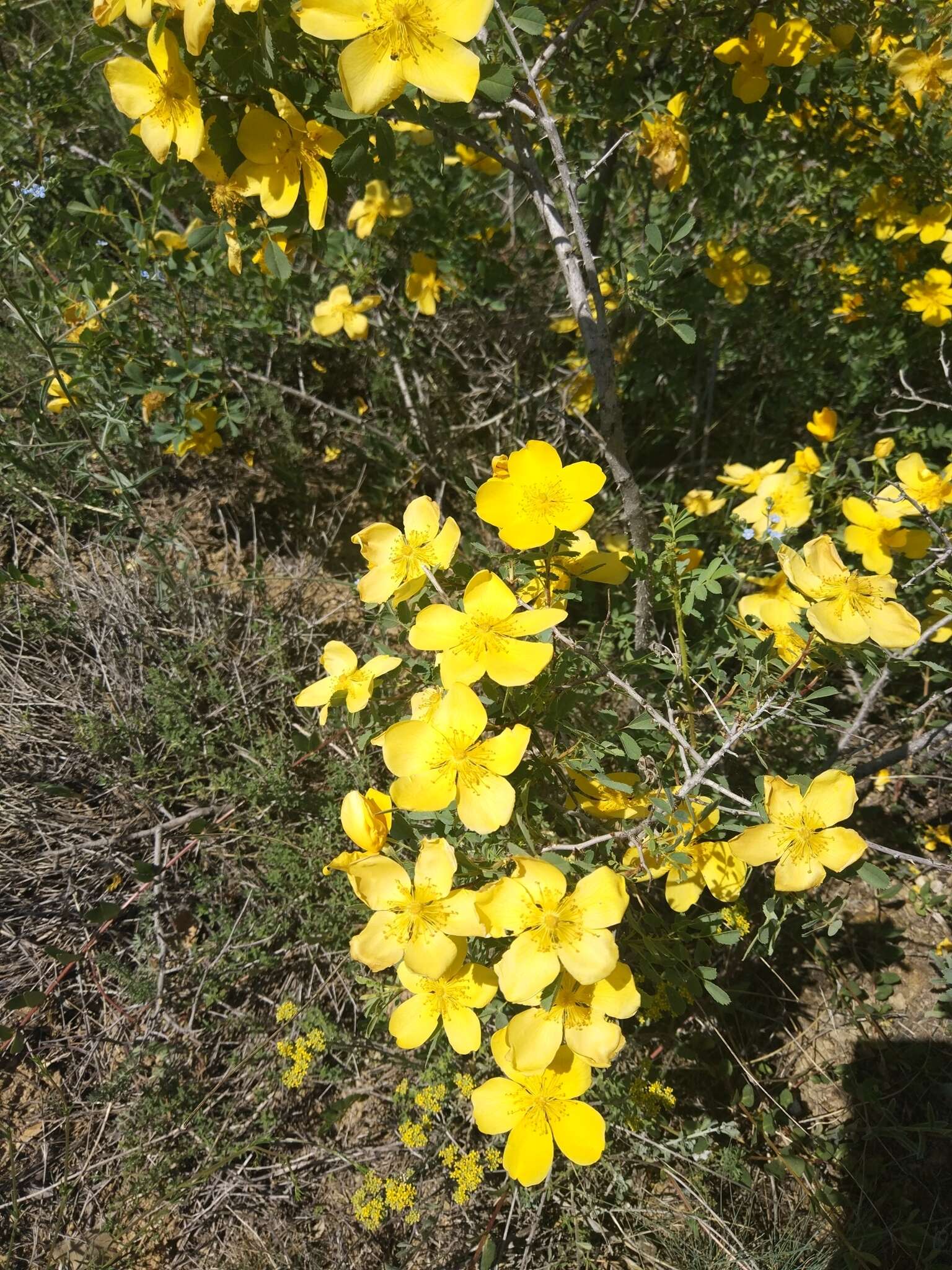 Image of Rosa hemisphaerica J. Herrm.