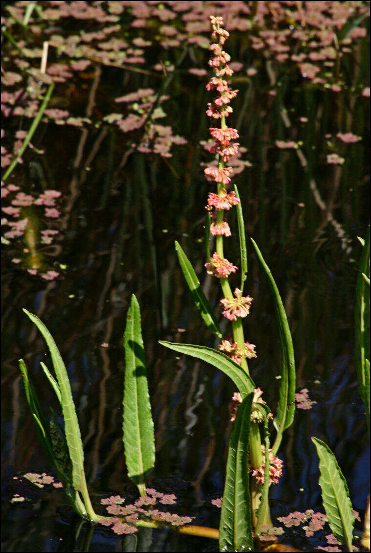 Rumex bidens R. Br. resmi