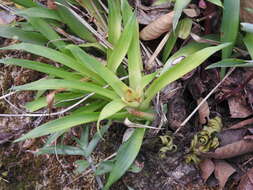 Image of Catopsis paniculata É. Morren