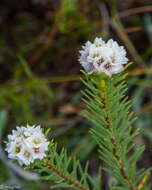 Image of Lachnaea densiflora Meissn.