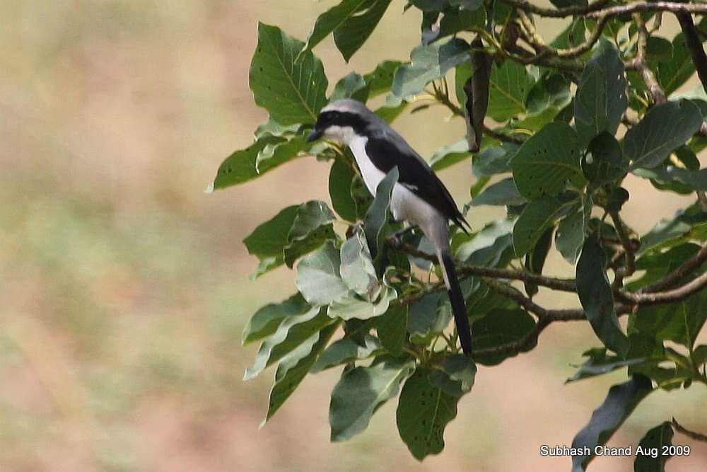 Слика од Lanius excubitoroides Prévost & Des Murs 1847