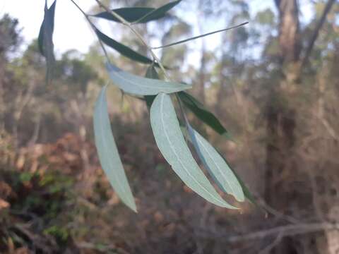 Image of Eucalyptus tenuiramis Miq.