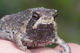 Image of Breviceps ombelanonga Nielsen, Conradie, Ceríaco, Bauer, Heinicke, Stanley & Blackburn 2020