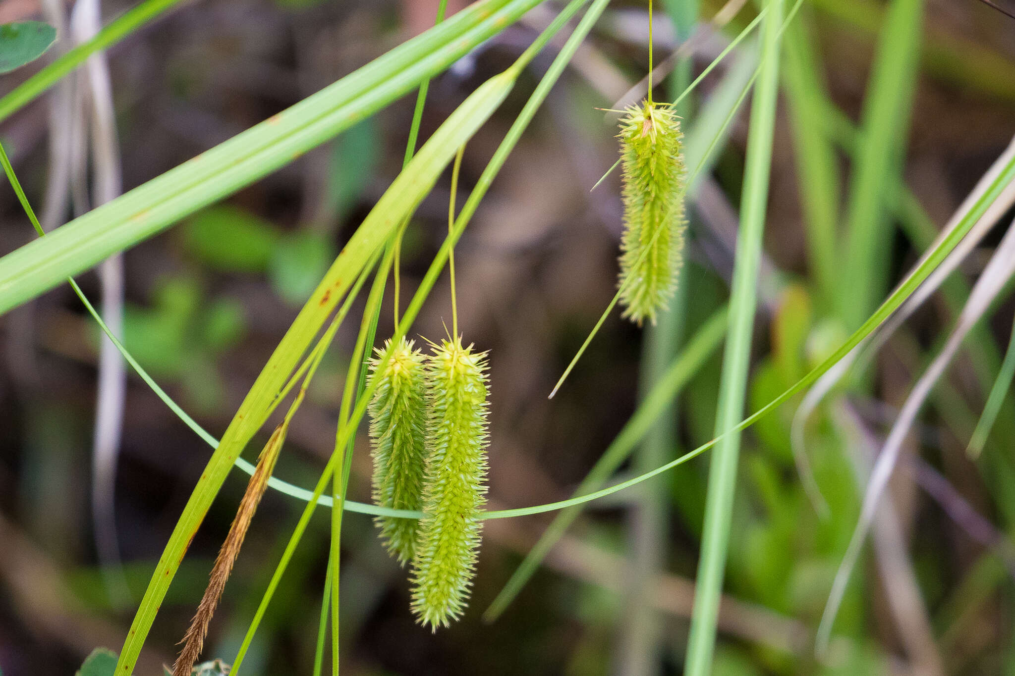 Image of Cyperus Sedge