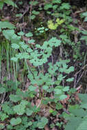 Imagem de Thalictrum triternatum Rupr.