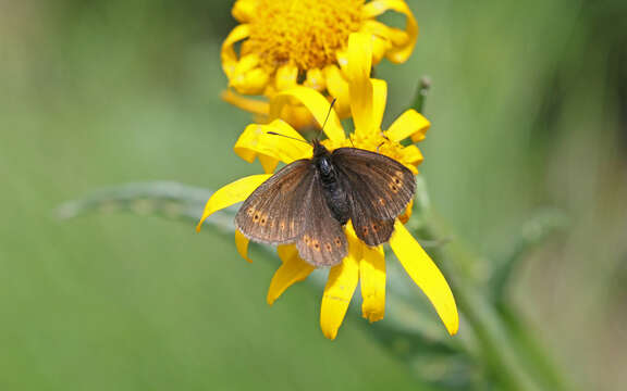 Image of Yellow-banded Ringlet