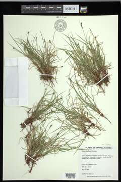 Image of northern sedge