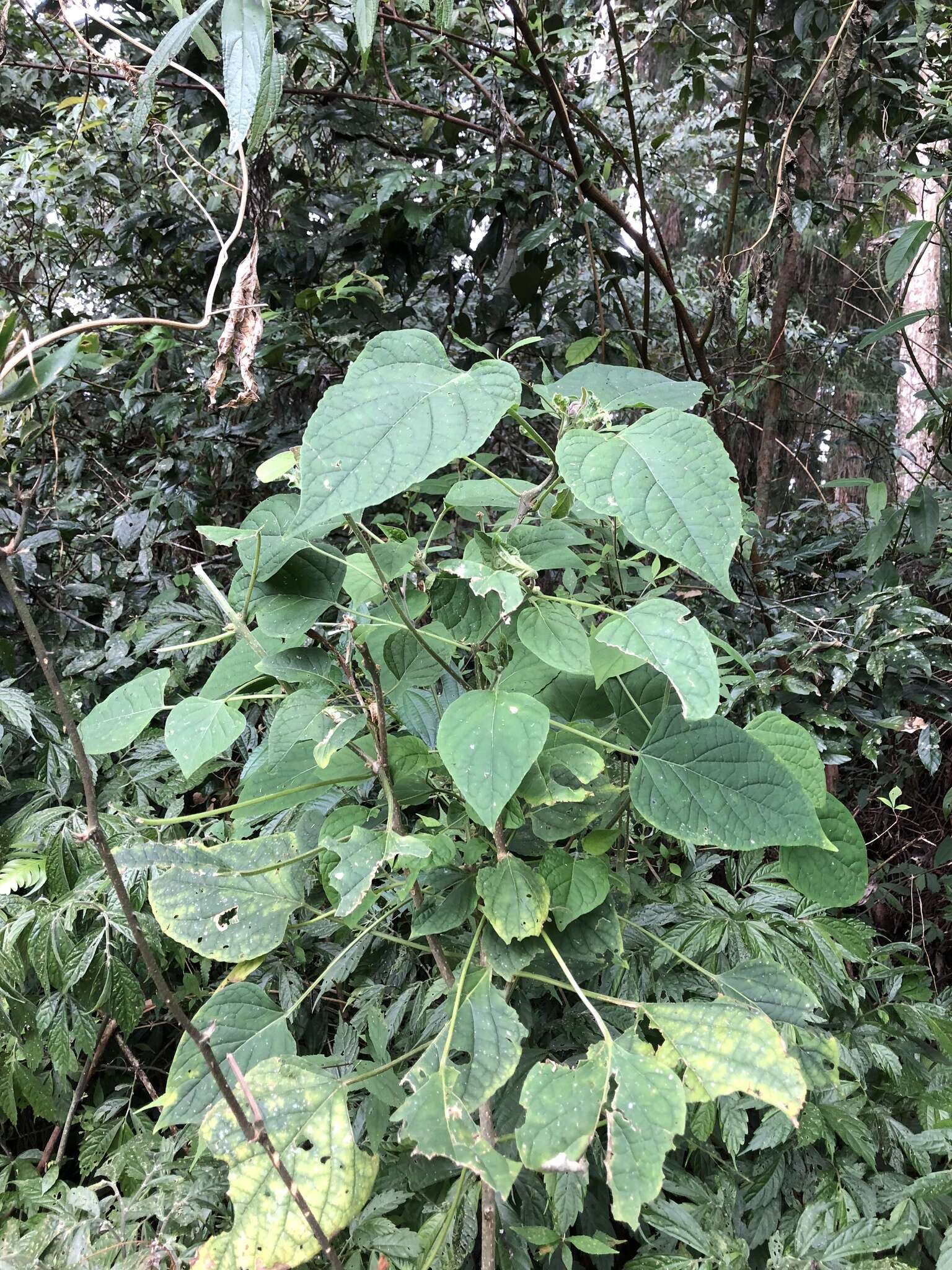 Image of Harlequin Glorybower