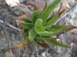 Aloiampelos decumbens (Reynolds) Klopper & Gideon F. Sm. resmi