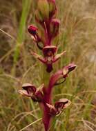 Image of Disa ophrydea (Lindl.) Bolus