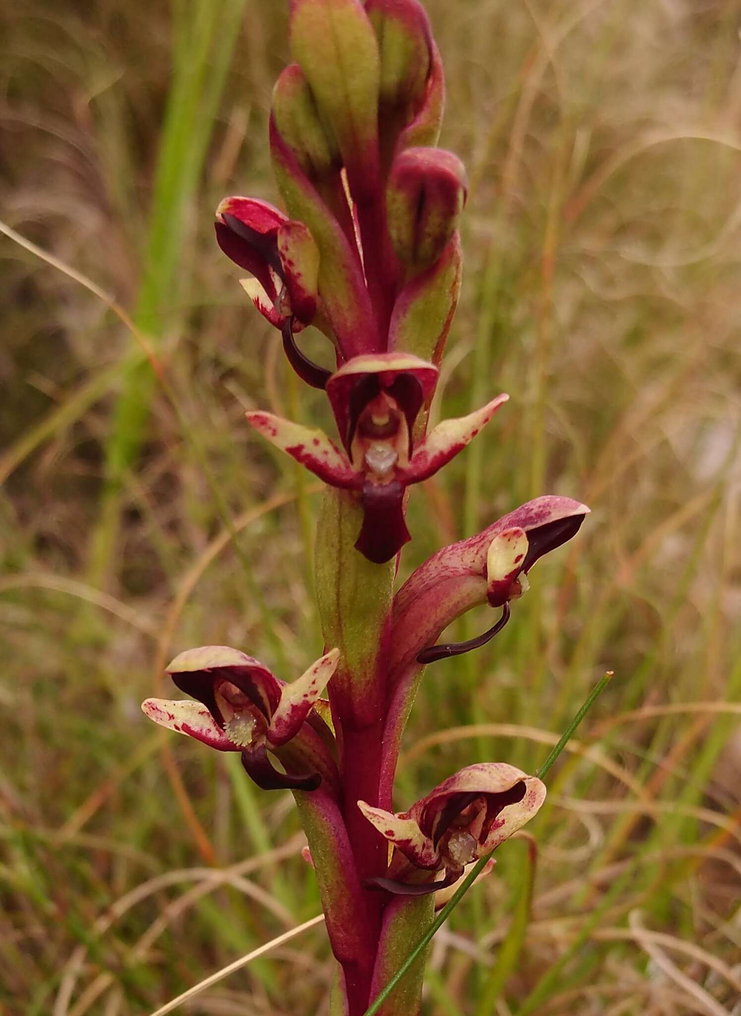 صورة Disa ophrydea (Lindl.) Bolus