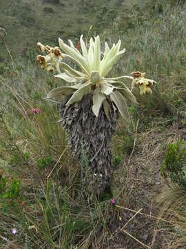 Image of Espeletia barclayana Cuatrec.