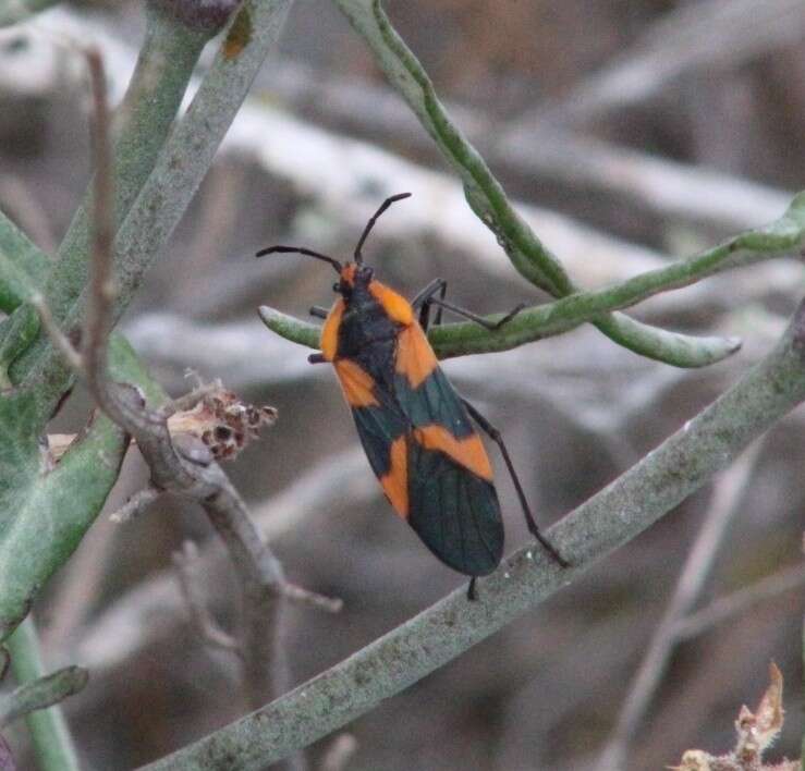 Image of Oncopeltus (Erythrischius) miles (Blanchard & E. 1852)