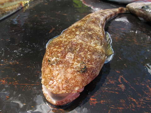 Image of Marbled flathead