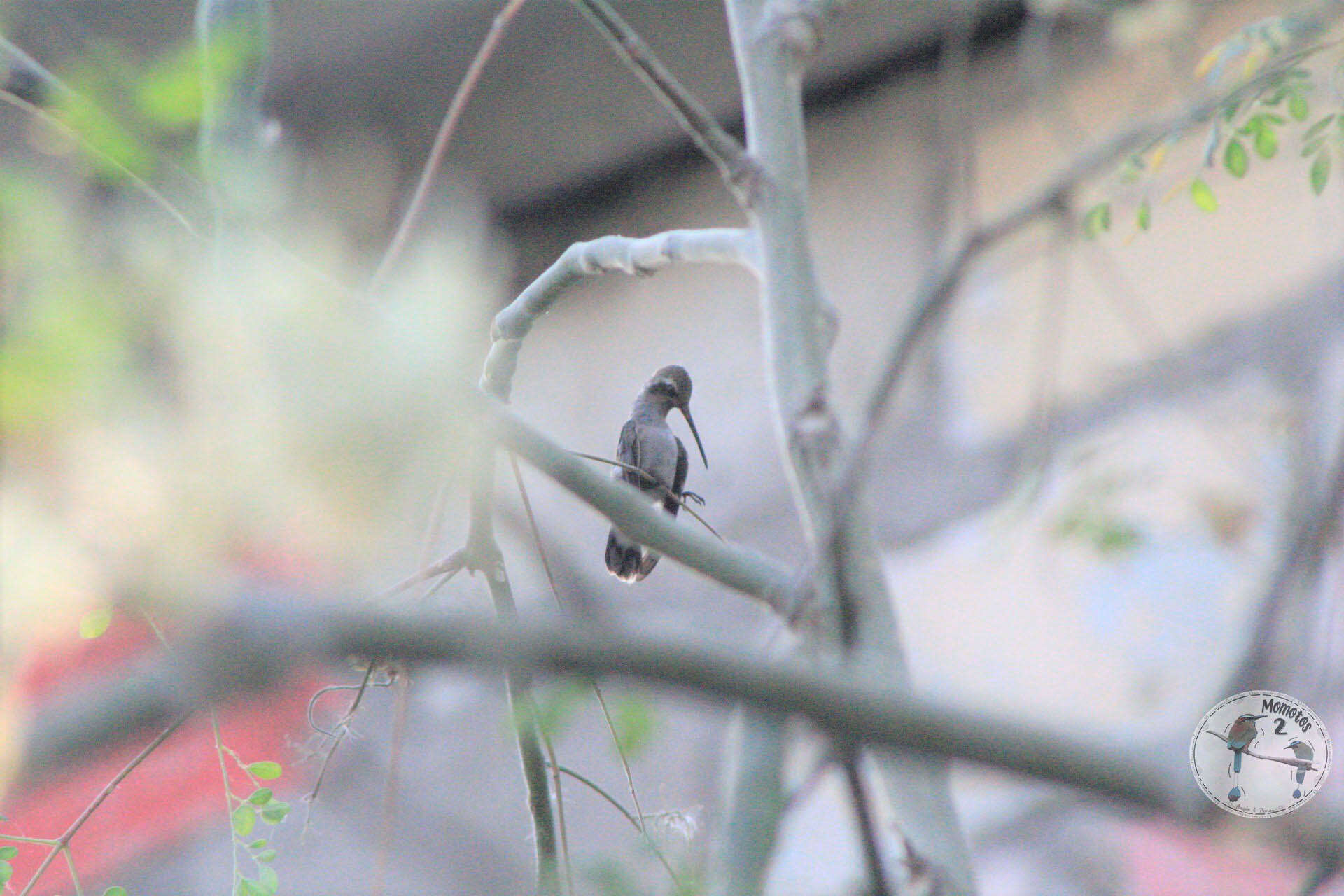 Image of Phaeoptila Gould 1861