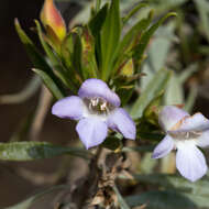 Eremophila freelingii F. Muell. resmi