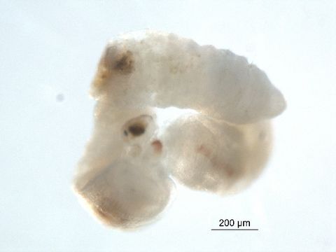 539.gmoap bioug01719 b12 1351524260 jpg.580x360