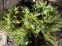 Image of Andersonia auriculata L. Watson