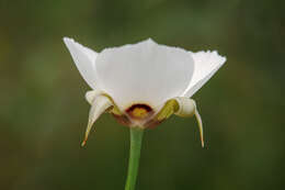 Image of Palmer's mariposa lily