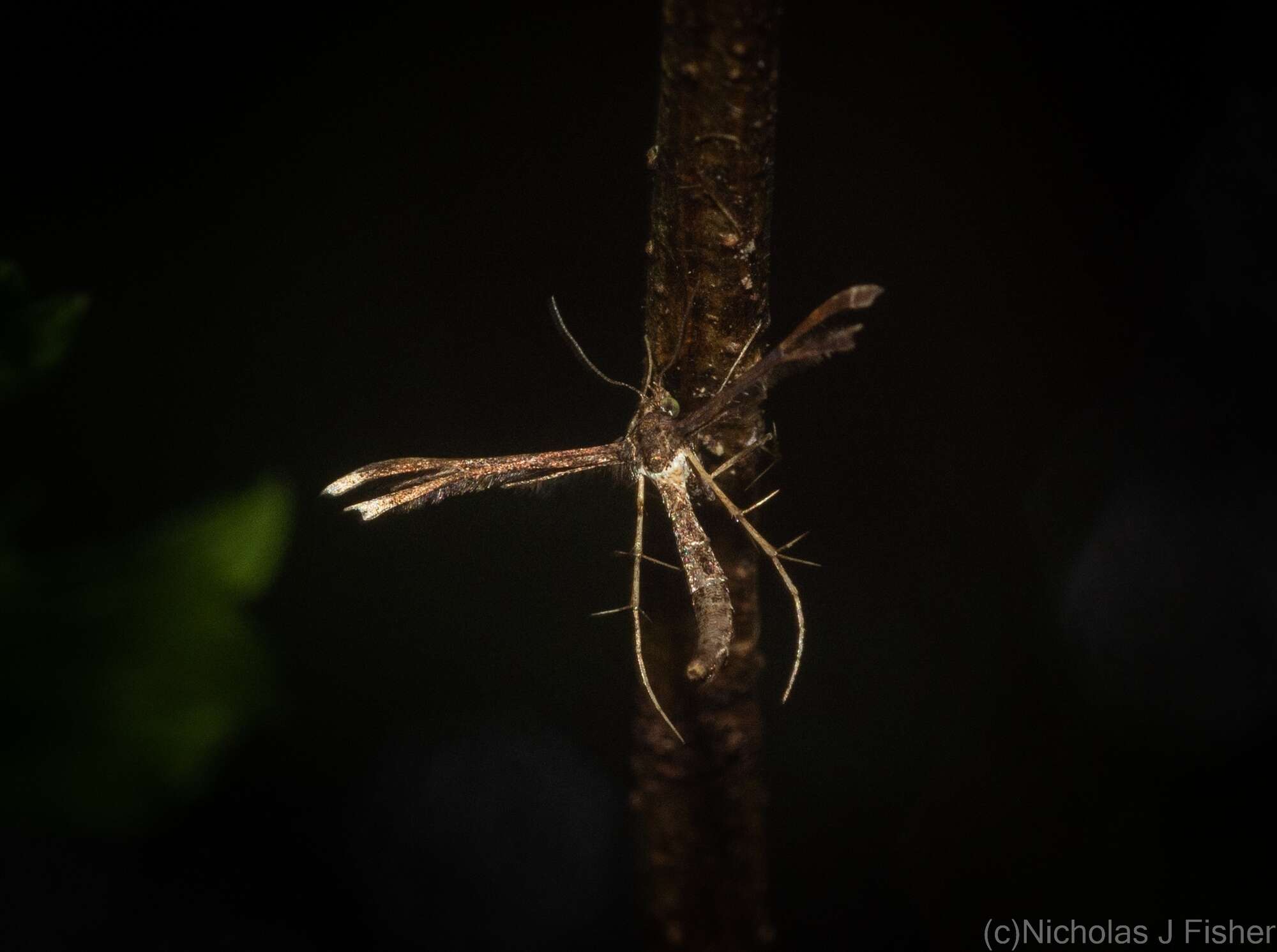 Image of Hexadactilia civilis Meyrick 1921