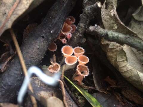 Image of Shaggy Scarlet Cup