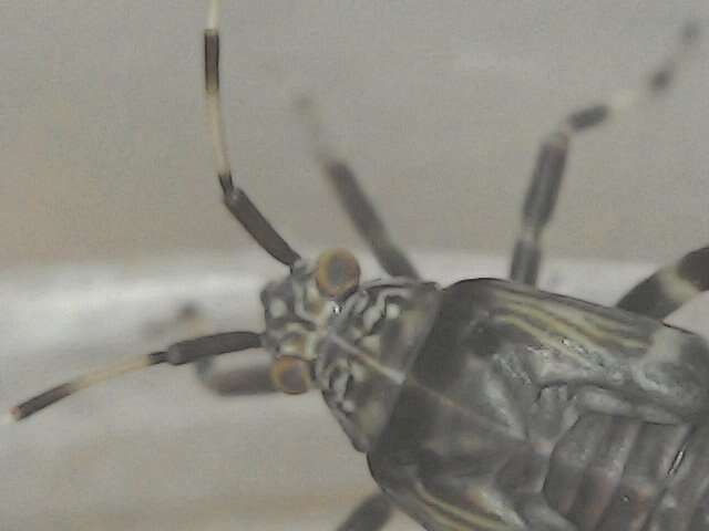 Image of Mermitelocerus